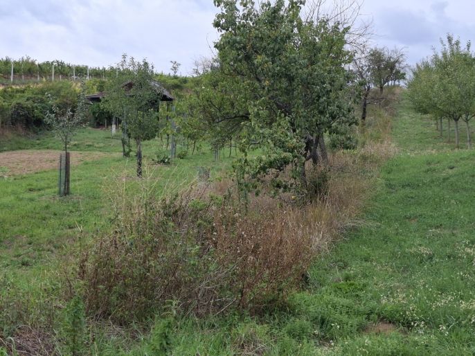 Prodej, Vinice, Vlkoš