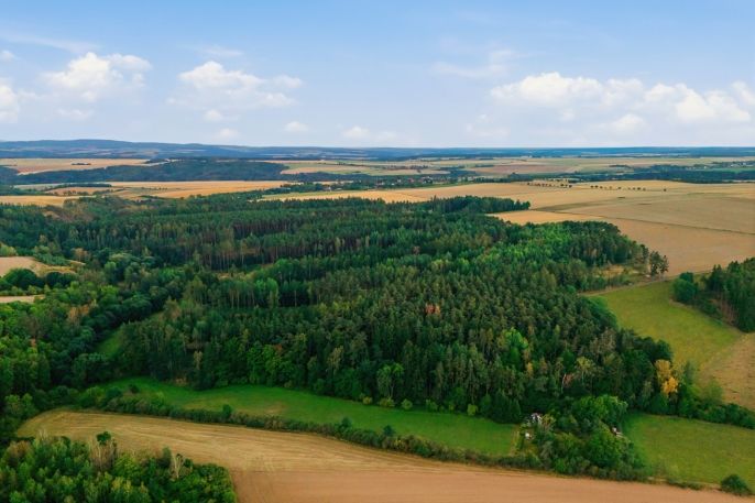 Prodej, Les, Břežany