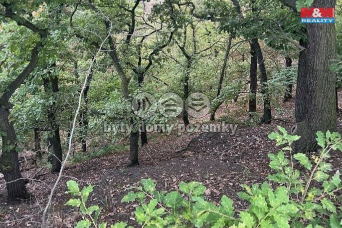 Prodej, Les, Bílina