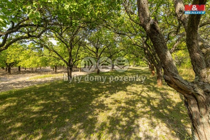 Prodej, Ovocný sad, Židlochovice