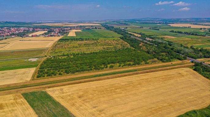 Prodej, Ovocný sad, Rakvice