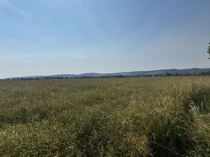 Prodej, Pole, Město Albrechtice