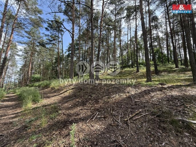 Prodej, Les, Chotilsko