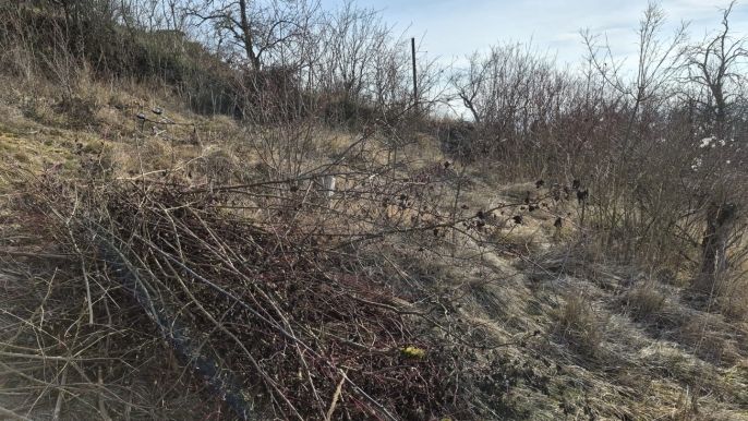 Prodej, Zahrada, Štětí