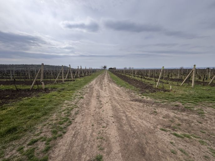 Prodej, Vinice, Velké Bílovice