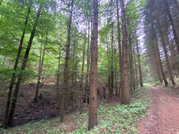 Prodej, Louka, Strážná