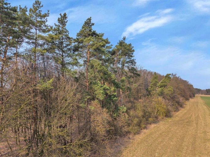 Prodej, Les, Slatiny