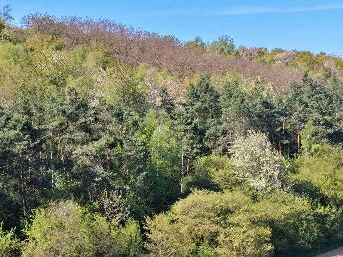 Prodej, Les, Kounice