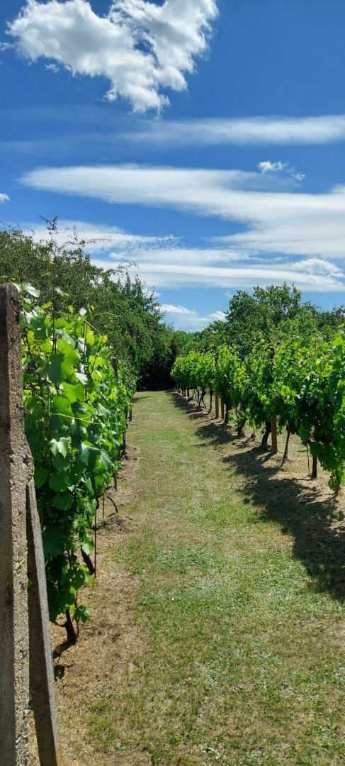 Prodej, Zahrada, Nový Šaldorf-Sedlešovice