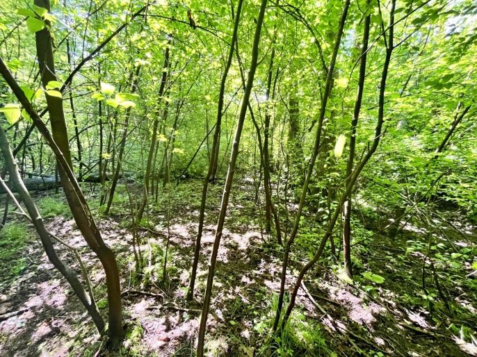 Prodej, Vodní plocha, Skalice u České Lípy