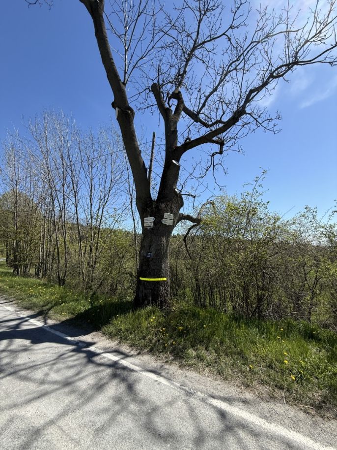 Prodej, Rodinný dům, Město Albrechtice