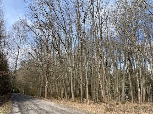 Prodej, Les, Košťálov