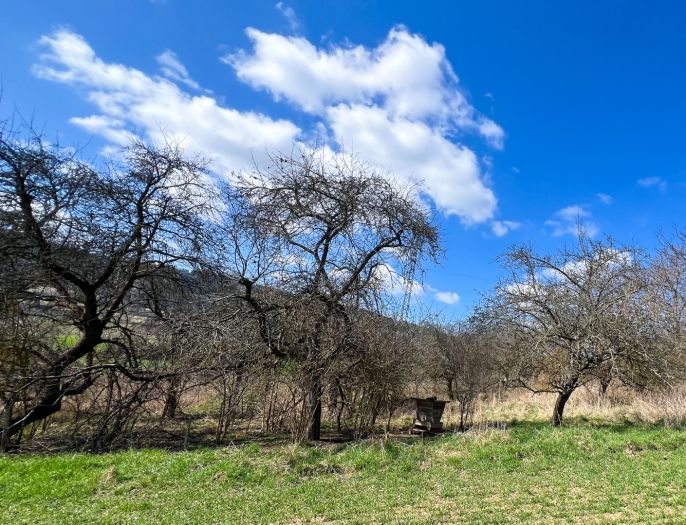 Prodej, Ovocný sad, Sušice