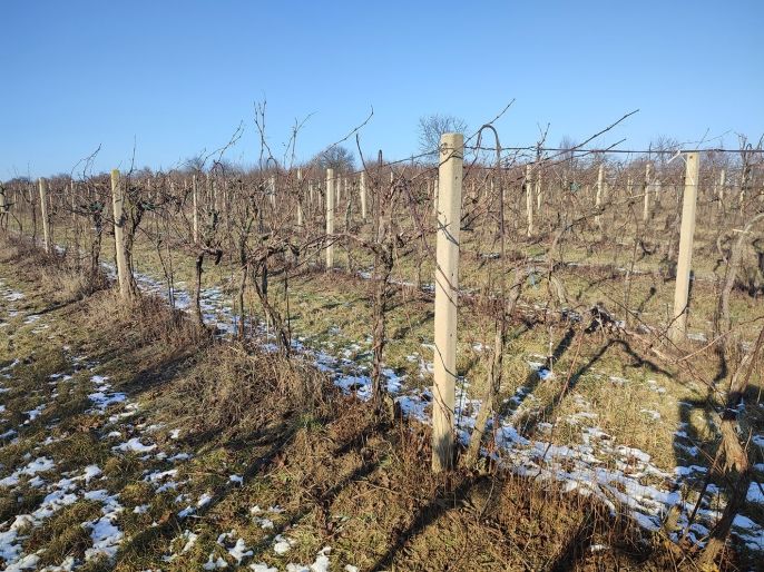 Prodej, Vinice, Morkůvky