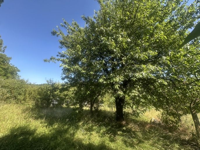 Prodej, Zahrada, Hranice