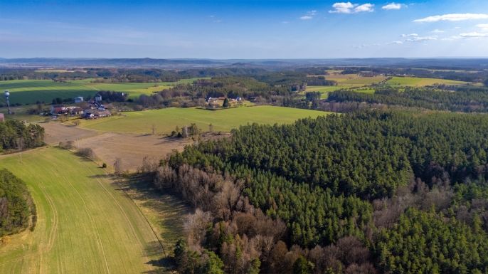 Prodej, Les, Všelibice
