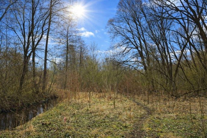 Prodej, Les, Snědovice