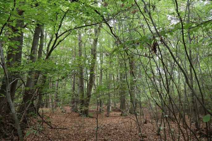Prodej, Les, Chanovice