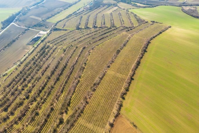 Prodej, Vinice, Morkůvky