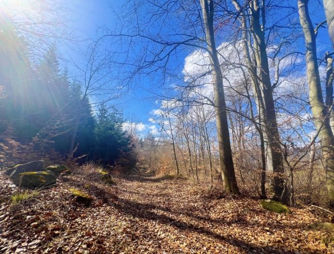 Prodej, Louka, Sušice