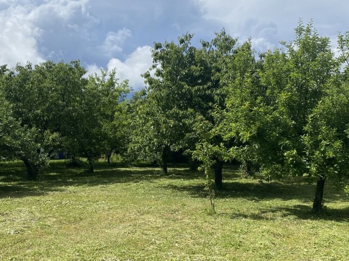 Prodej, Zahrada, Dobruška