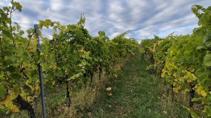 Prodej, Vinice, Bzenec