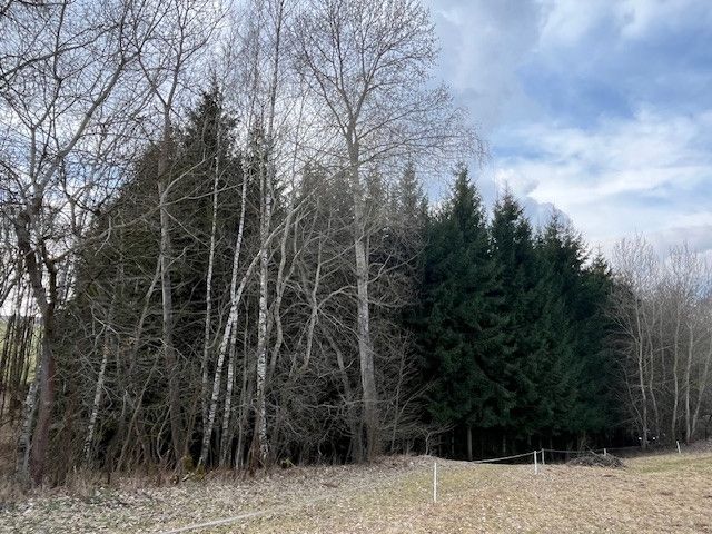 Prodej, Les, Košťálov