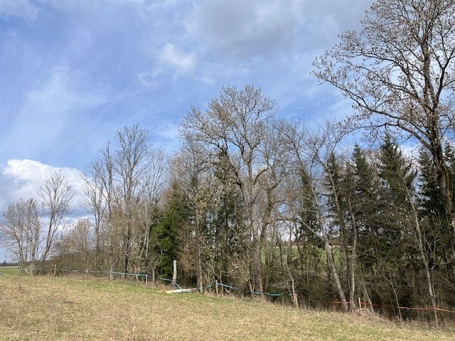 Prodej, Les, Košťálov