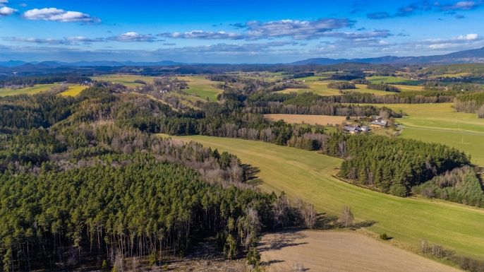Prodej, Les, Všelibice
