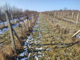 Prodej vinice, 3677 m², Morkůvky