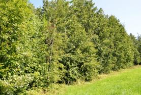Prodej, lesní pozemek, 5.184 m2, Třinec