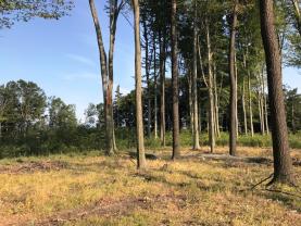Prodej, les, 28191 m², Vlčov