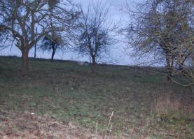 Prodej, stavební pozemek, 10305 m2, Loštice