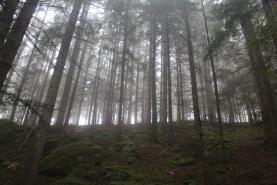 Prodej, les, 11794 m2, Strašín