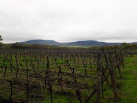 Prodej, vinice, 13508 m2, Dolní Dunajovice