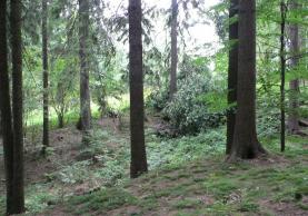 Prodej, les, 7121 m2, Železný Brod, Střevelná