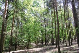Prodej, les, 20213 m2, Jankovice u Přelouče
