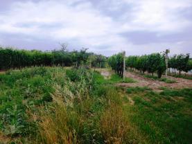 Prodej, vinice, 3285 m2, Lednice