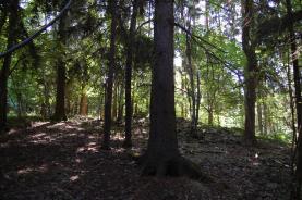 Prodej, les, 14 132 m2, Vernířovice