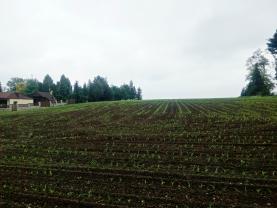 Prodej, provozní plochy, 3062 m2, Sudice
