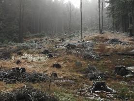 Prodej, pozemek 7526 m2, Nesuchyně