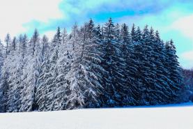 Prodej, les, 8956 m2, Slavíkov