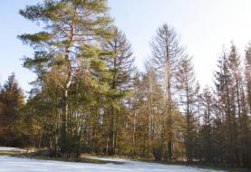 Prodej, les, Rudíkov