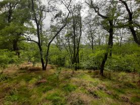 Woodland, 8878 m2, Mladá Boleslav, Bítouchov