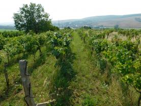 Vineyard, 5249 m2, Břeclav, Klobouky u Brna