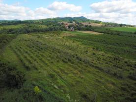 Prodej ovocného sadu, 25918 m², Dolní Nezly u Litoměřic
