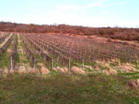 Prodej vinice, 9215 m², Sedlec