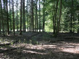 Prodej lesa, 7138 m², Chyňava