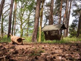 Prodej lesa, 7342 m², Borohrádek