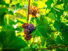 Prodej vinice, 56699 m², Šardice